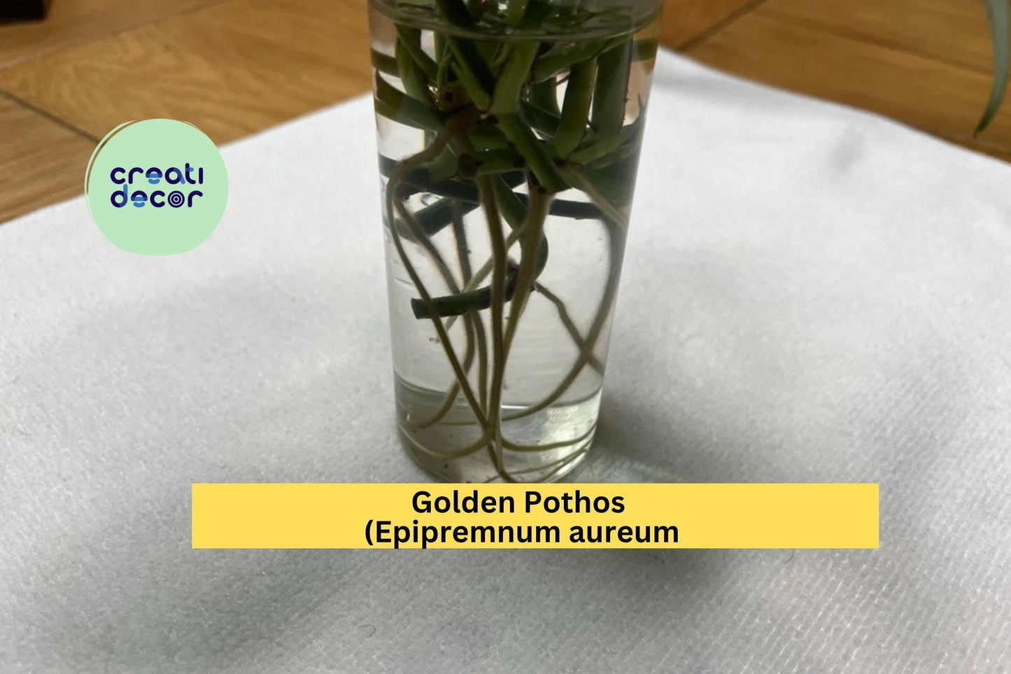 Golden Pothos Plant | Epipremnum aureum 4 Rooted Cuttings | Easy Care Trailing Indoor Houseplant for Pots, Hanging Baskets, or Windowsills