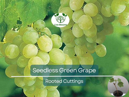 1 Green Rooted Grapes Cutting 8" Vine, Sweet Seedless Live Plant for Vineyard or Garden, Vitis vinifera, Fruit Propagation, Easy Growing