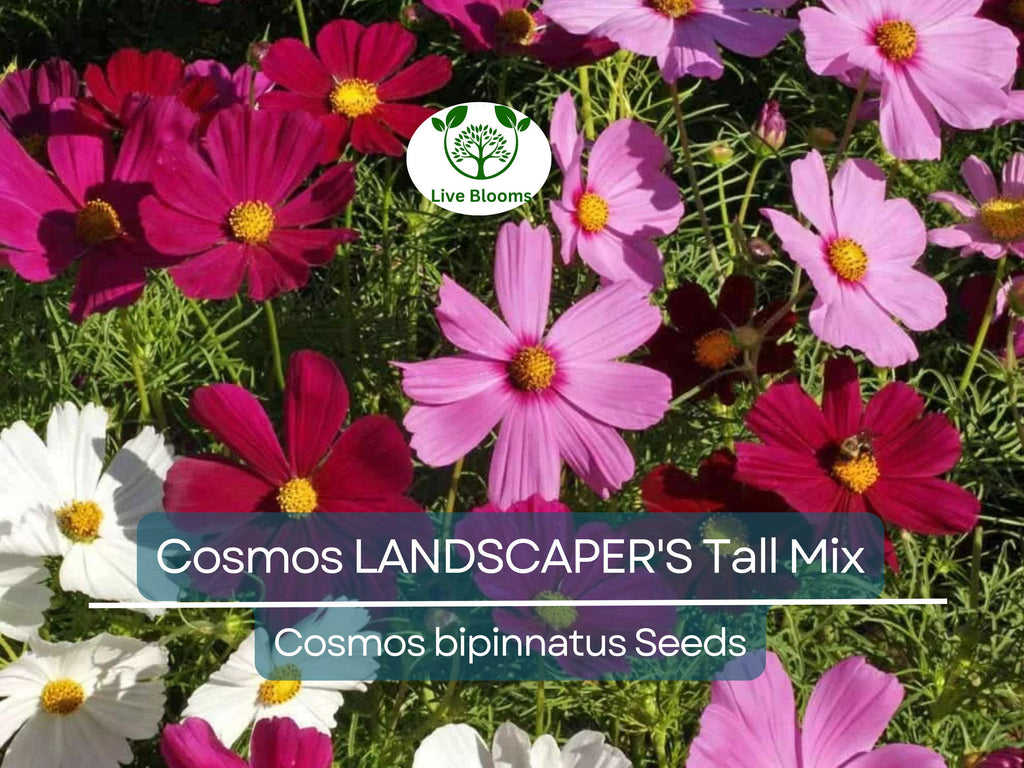 500 Seeds Cosmos bipinnatus Tall Mix – Landscaper’s Bulk Pack – Non-GMO Wildflower Blend – Easy Annual Cut Flowers for Pollinators