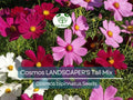 500 Seeds Cosmos bipinnatus Tall Mix – Landscaper’s Bulk Pack – Non-GMO Wildflower Blend – Easy Annual Cut Flowers for Pollinators