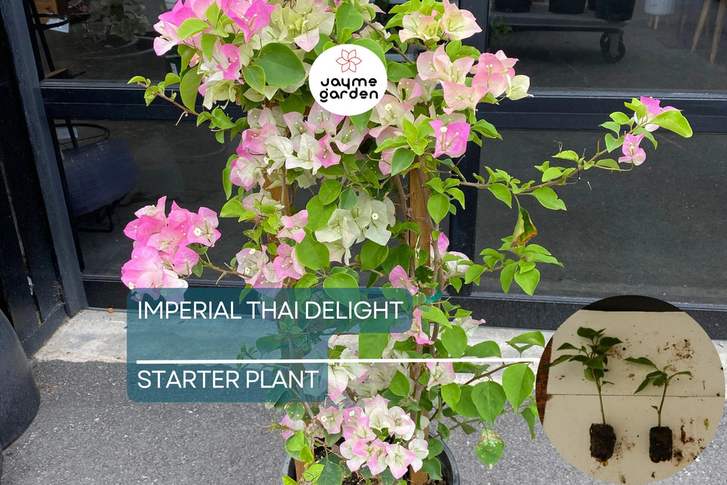 Imperial Thai Delight Bougainvillea Starter Plant - Well Rooted Live Plug, Evergreen Shrub, Light Watering, Full Sun, Tropical Beauty