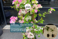 Imperial Thai Delight Bougainvillea Starter Plant - Well Rooted Live Plug, Evergreen Shrub, Light Watering, Full Sun, Tropical Beauty