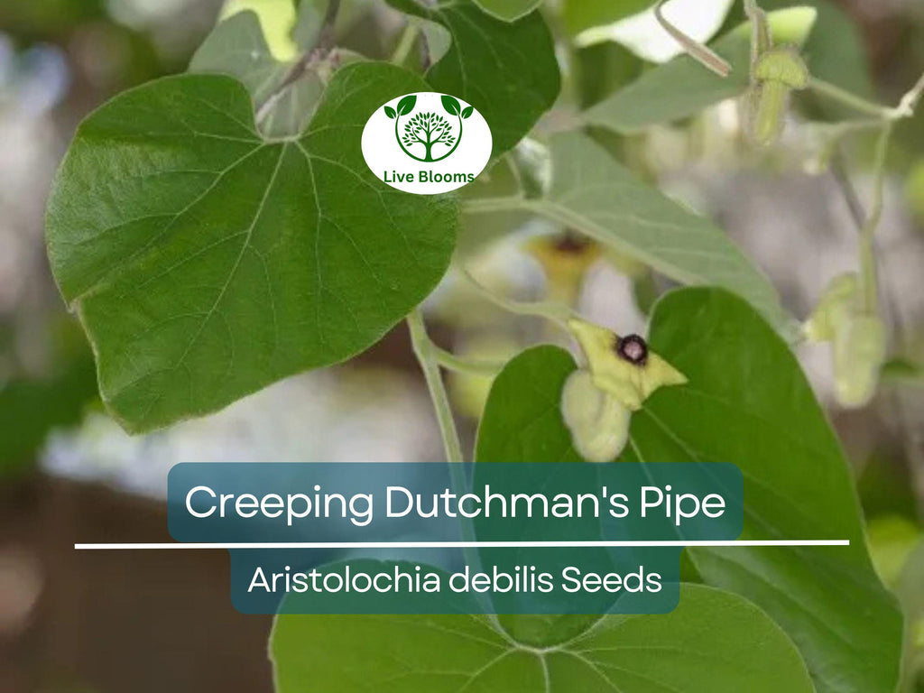 20 Creeping Dutchman's Pipe Vine Seeds (Aristolochia debilis) Fast Growing Perennial, Butterfly & Hummingbird Friendly