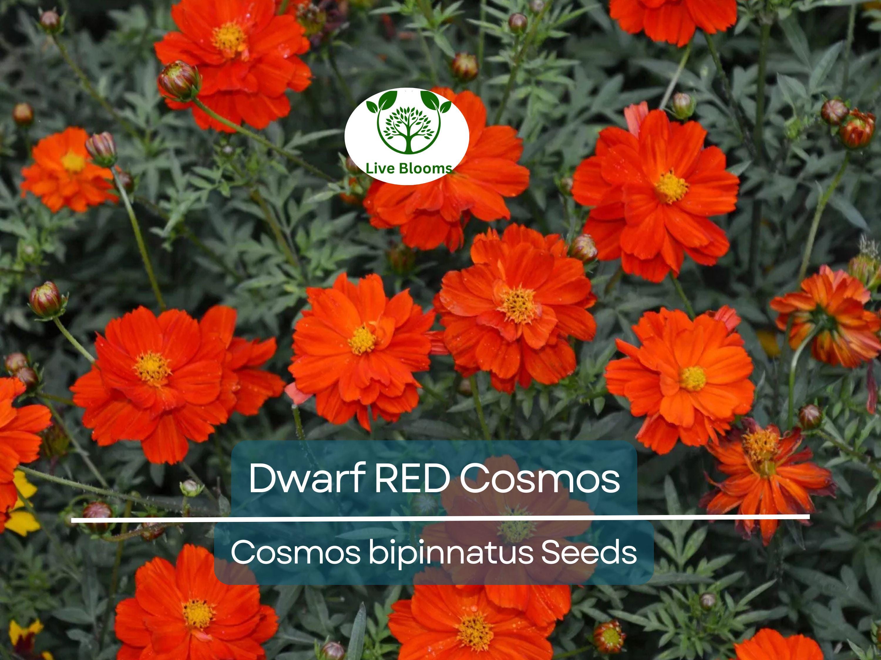 100 Dwarf RED Cosmos Seeds | Cosmos bipinnatus Dwarf Variety | 9-12” Tall, Red Blooms, Non-GMO, Butterfly Friendly, Easy Annual