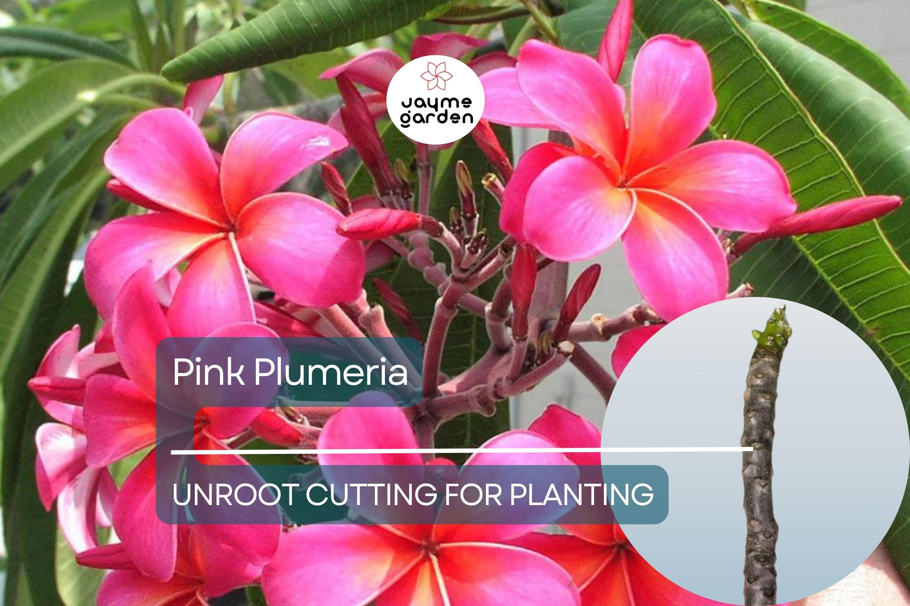 1 Pink Plumeria Unrooted Cutting - Fresh Starter Cutting, Single Head, 10 Inches - Tropical Plant with Fragrant Pink Flowers Plumeria Rubra