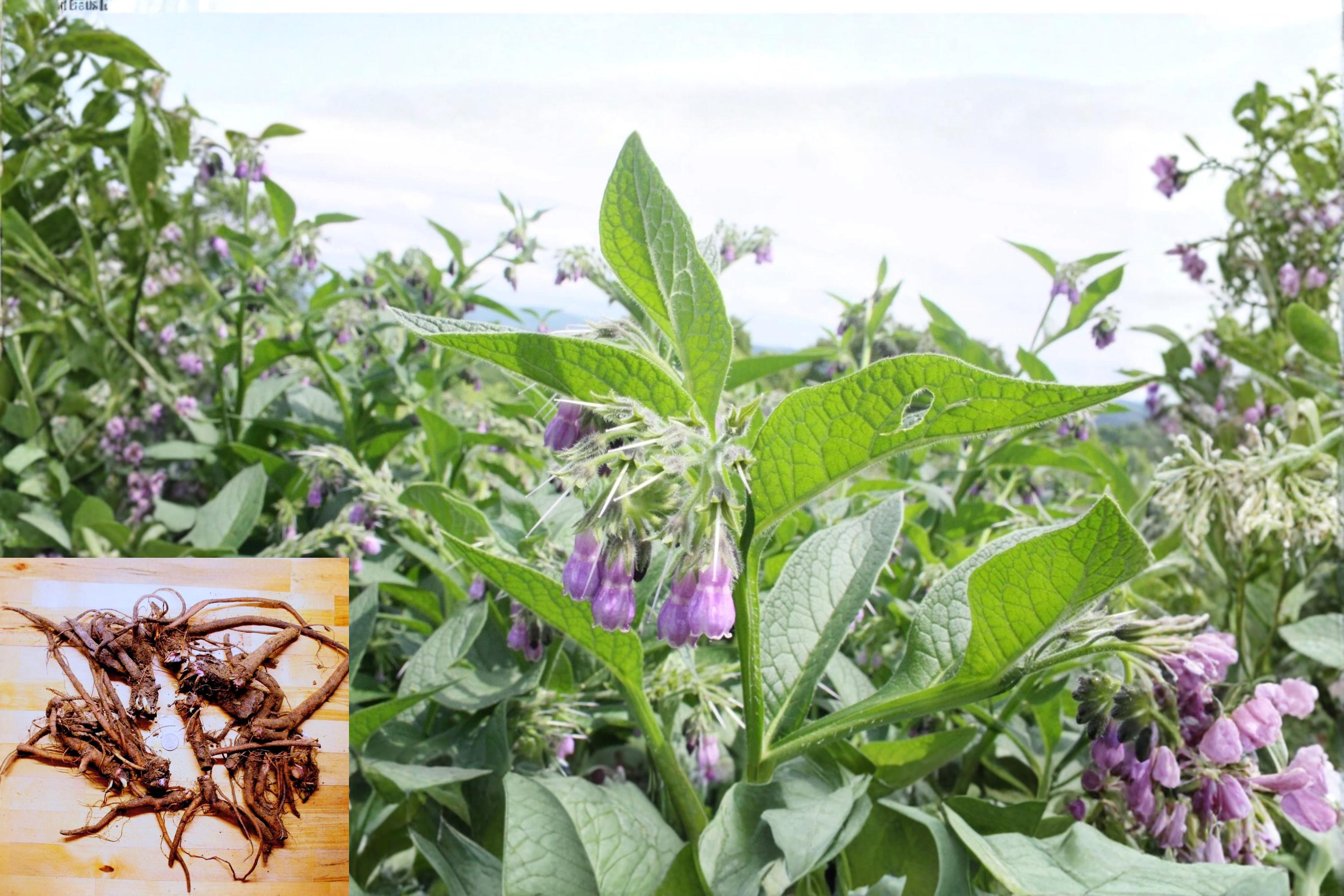 Russian Comfrey Bocking 2.5 Lbs Live Root Crowns (Symphytum × uplandicum)