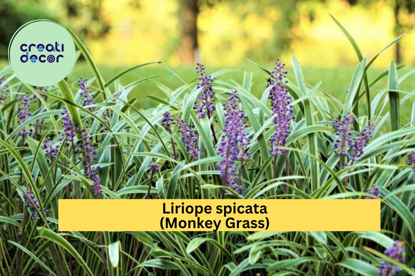 Liriope spicata Monkey Grass – 100 Bare Root Plants, Big Blue Clumping Ground Cover, Hardy Evergreen Border Grass for Landscaping Zones 5–10