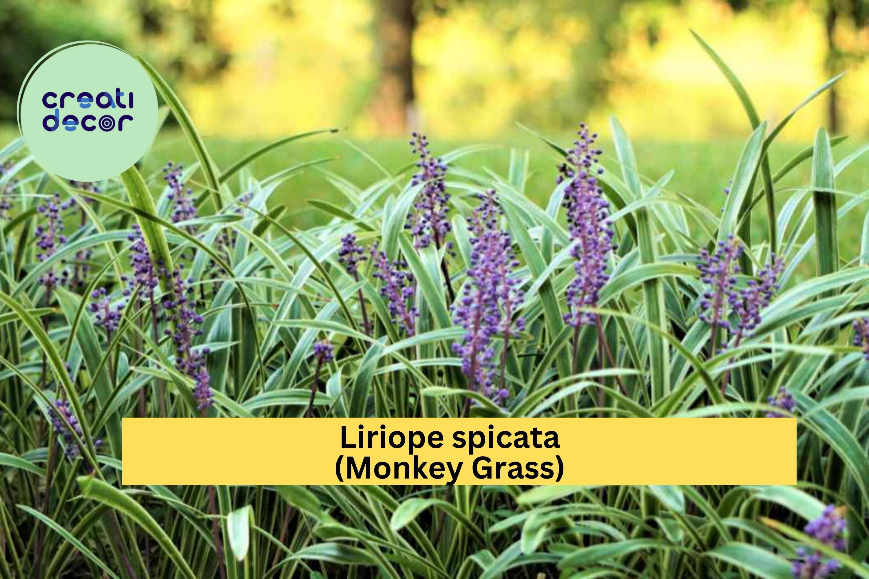 Liriope spicata Monkey Grass – 100 Bare Root Plants, Big Blue Clumping Ground Cover, Hardy Evergreen Border Grass for Landscaping Zones 5–10