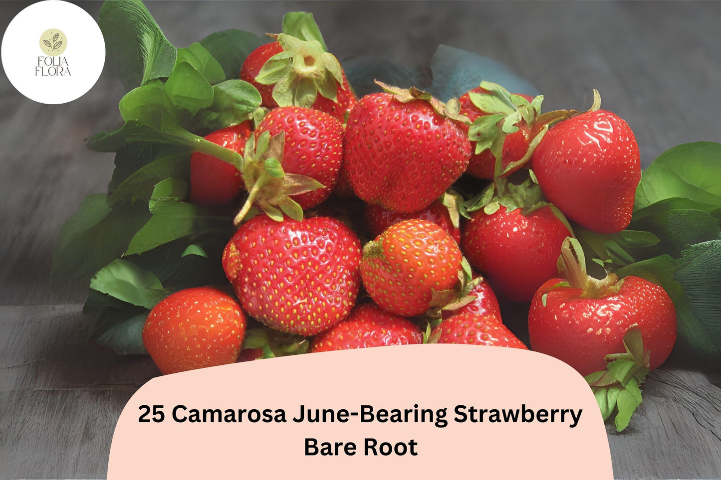 25 Camarosa Strawberry Plants | Live Bare Root June-Bearing | NON-GMO Fragaria × ananassa Garden Fruit