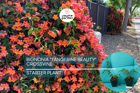 1 Tangerine Beauty Crossvine | Bignonia Rooted Starter Plant | Butterfly Magnet | Vibrant Orange Blooms | Fast-Growing Climber