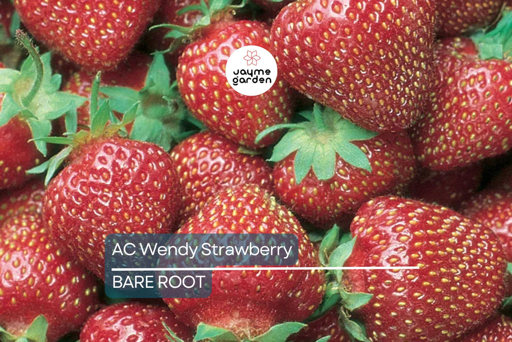 AC Wendy Strawberry Plants (25 Bare Root) – June-Bearing, Large Sweet Berries
