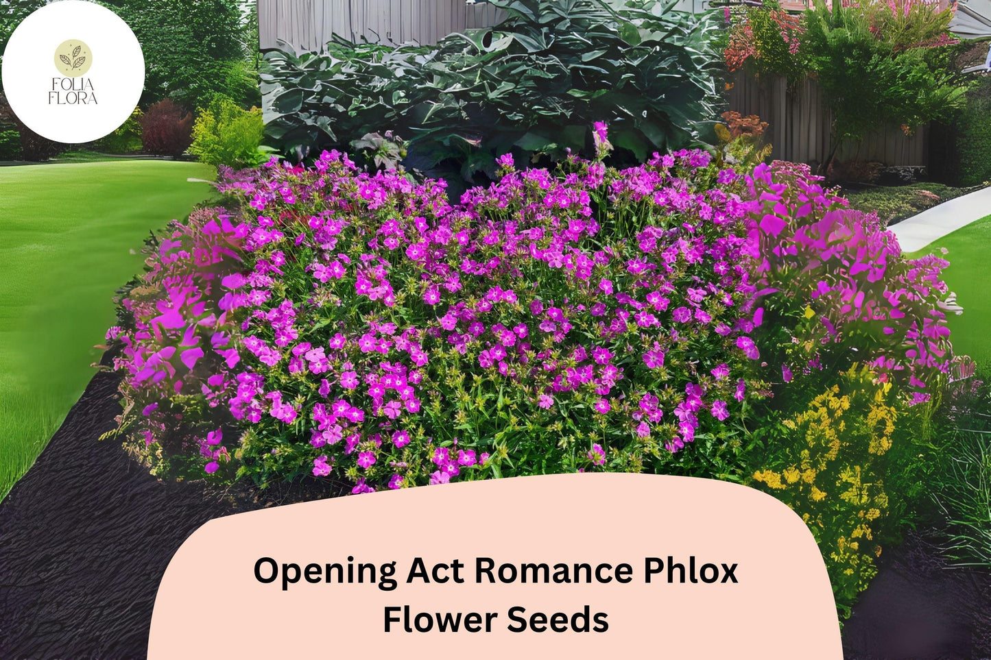 100+ Opening Act Romance Phlox Seeds – Perennial Garden Flower Seeds, Phlox paniculata Hybrid