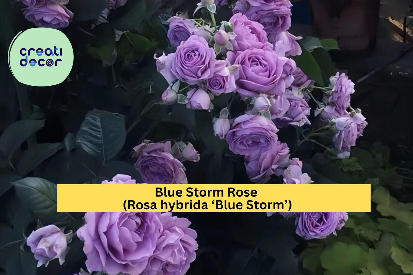 Blue Storm Rose Live Plant – 2-Year-Old Hybrid Tea Rose with Strong Roots, Large Lavender-Blue Blooms, Hardy Garden Flower Bush Zones 6–9