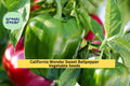 3pcs of 300mg California Wonder Bell Pepper Seeds – Sweet Green to Red Peppers for Home Gardens and Container Growing Seeds for Planting