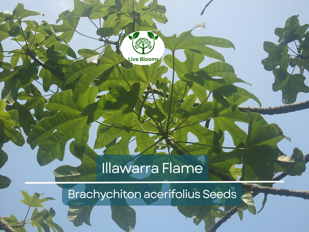 10 Illawarra Flame Seeds | Brachychiton acerifolius | Red Flowered Bottle Tree | Unique Australian Tree | Exotic, Vibrant Landscaping Plant