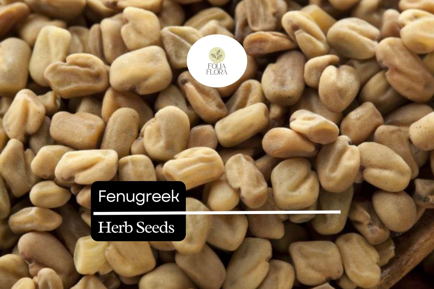 100 Fenugreek Herb Seeds – Trigonella foenum-graecum – Aromatic Culinary Herb, Fast-Growing, Non-GMO, Easy to Grow