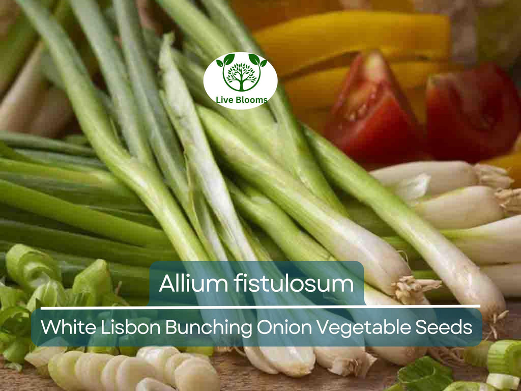 250 mg Seeds Onion White Lisbon Bunching – Allium fistulosum | Heirloom Vegetable for Planting, Crisp & Flavorful Green Onions