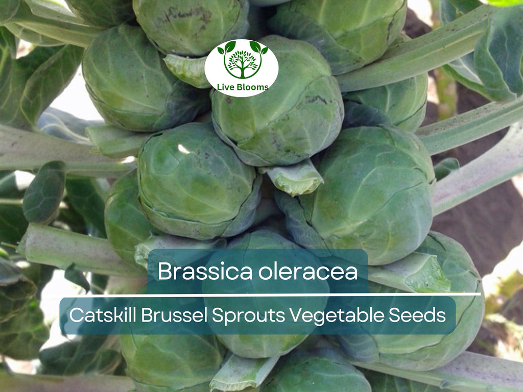 250 Seeds Catskill Brussel Sprouts - Brassica oleracea | Heirloom Variety for Planting, Gardening & Nutritious Harvest