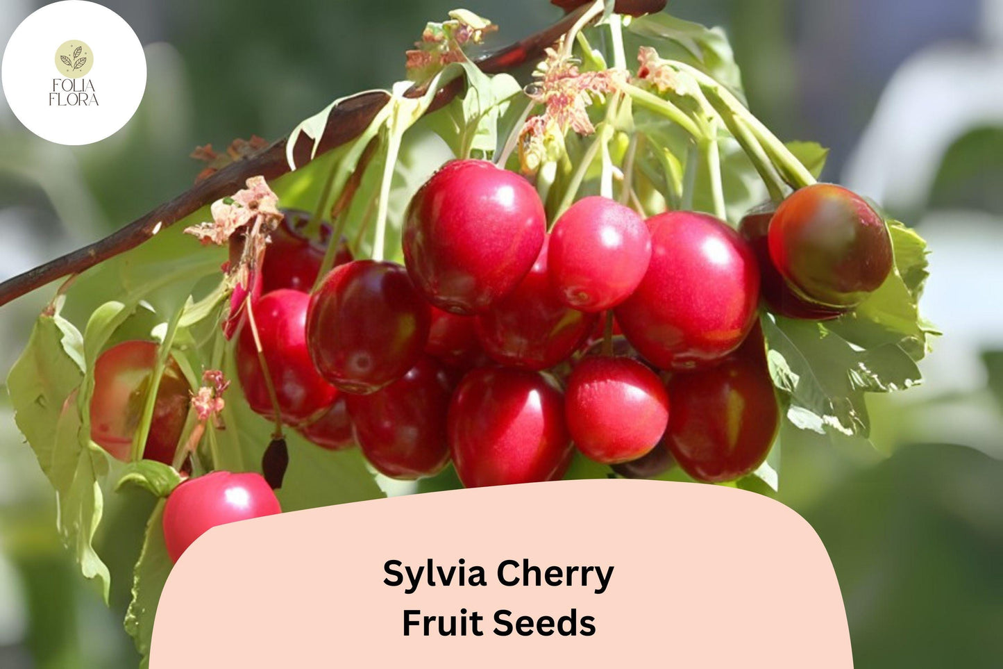 10+ Sylvia Cherry Seeds – Sweet, Juicy, Compact Tree for Home Gardens