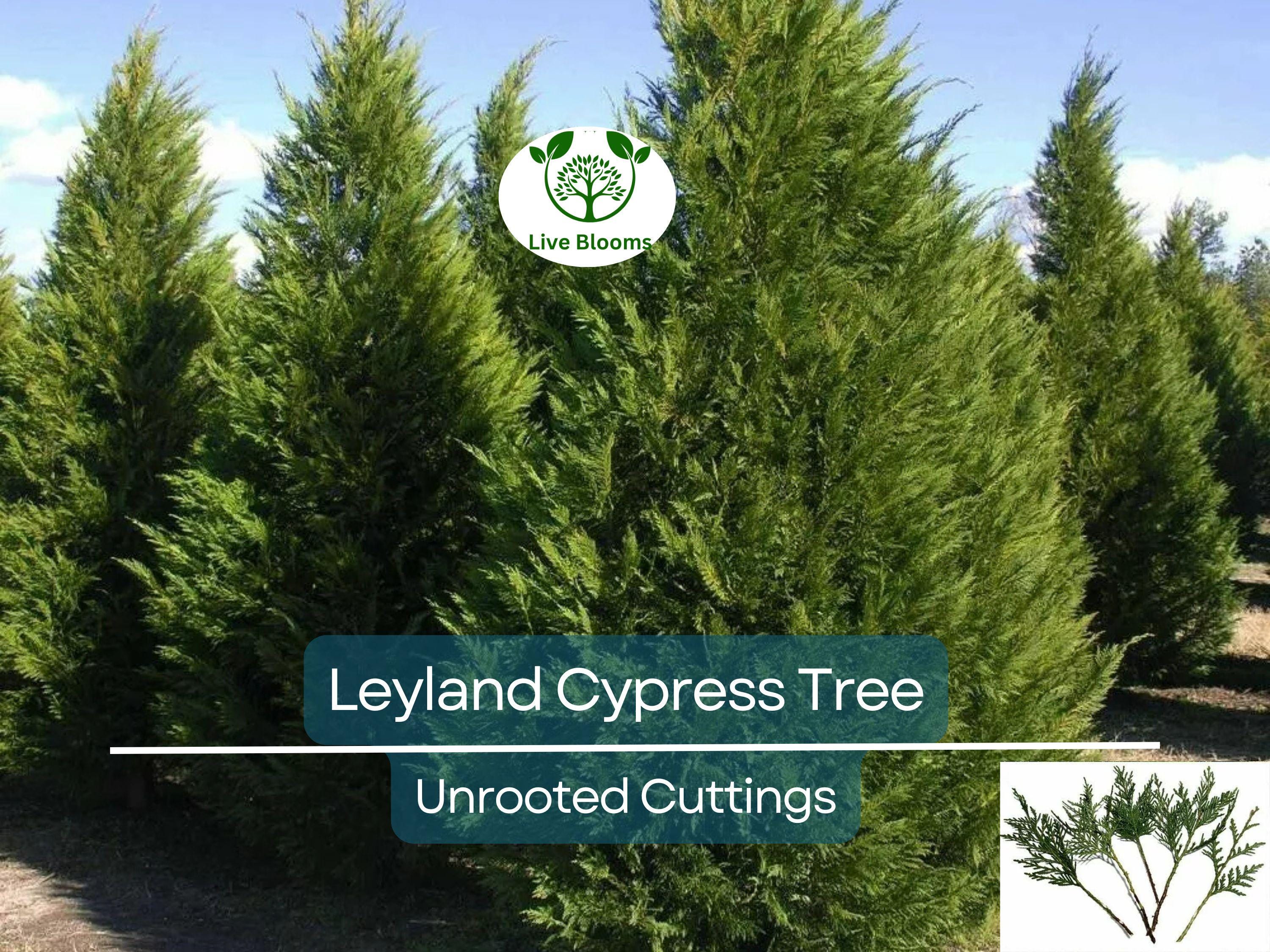 15 Leyland Cypress Tree Unrooted Cuttings 6-7" | Cupressus × leylandii, Privacy Hedge, Fast-Growing Evergreen