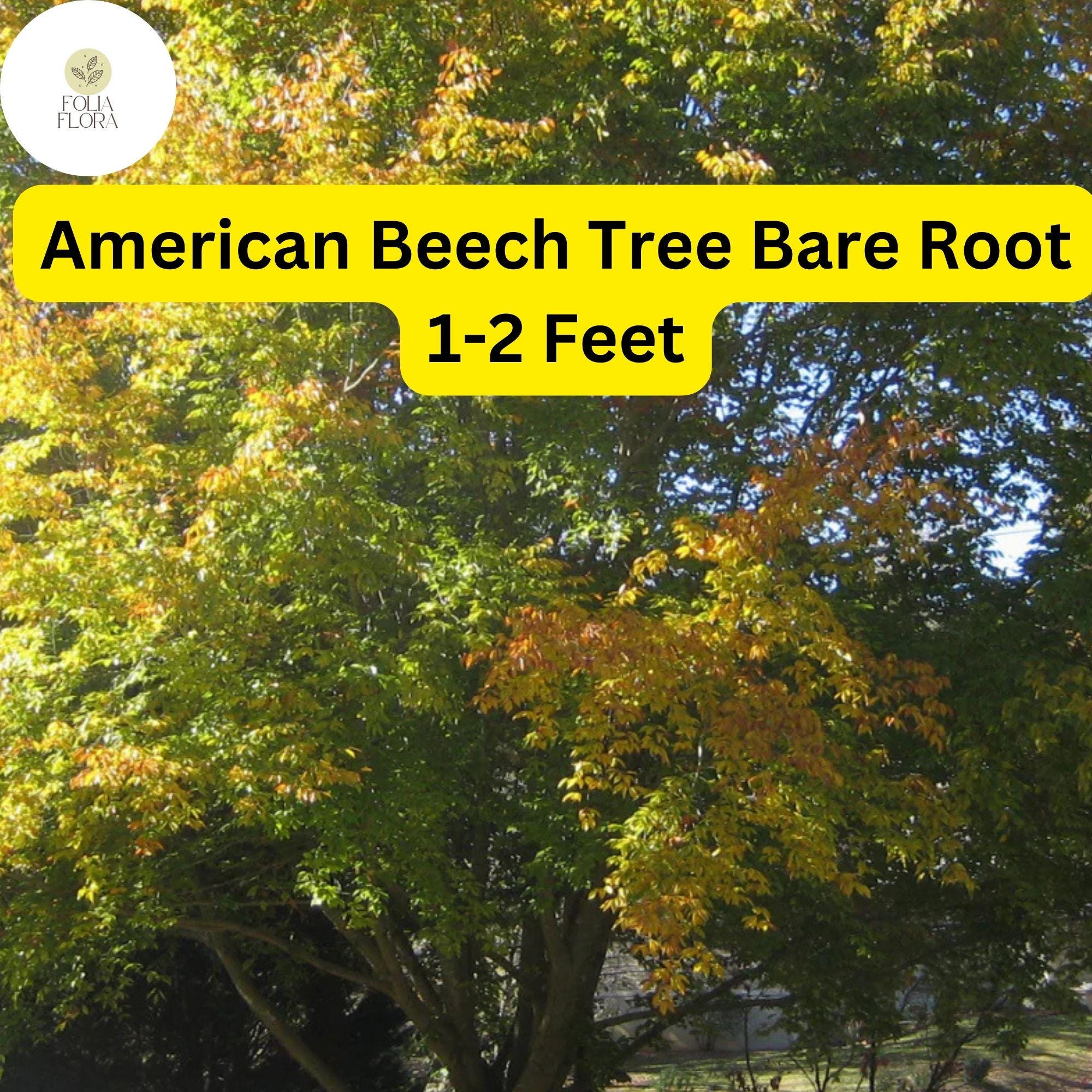 1 Fagus grandifolia American Beech Tree - Live Bare Root Plant 1-2 Feet for Zones 3-9