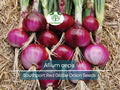 250 mg Seeds Onion Southport Red Globe – Allium cepa | Heirloom Red Onion Seeds for Planting, Gardening & Flavorful Culinary Use