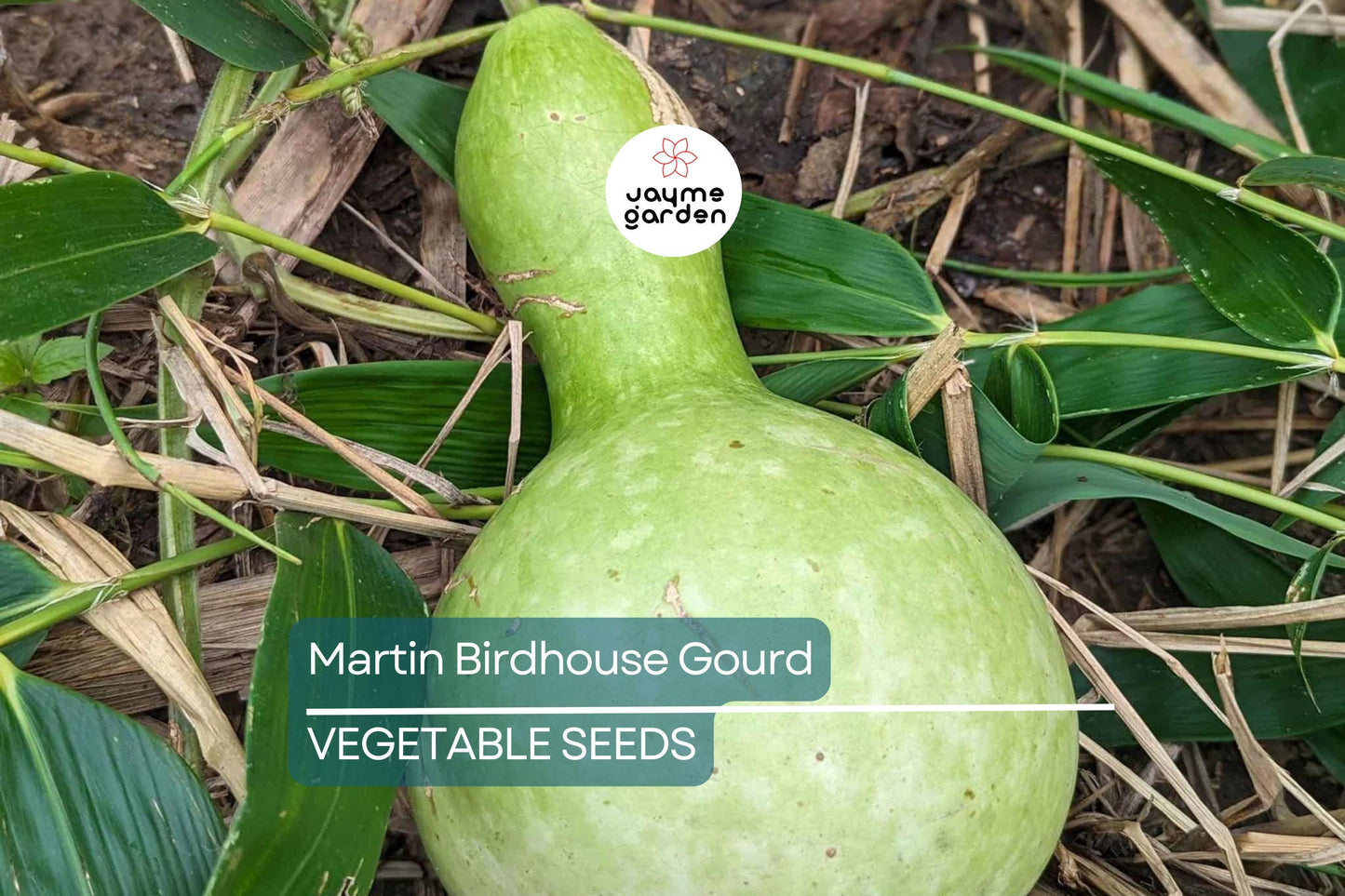 50 Martin Birdhouse Gourd Seeds – Heirloom Non-GMO | Crafting & Birdhouses | Full Sun | Free Shipping