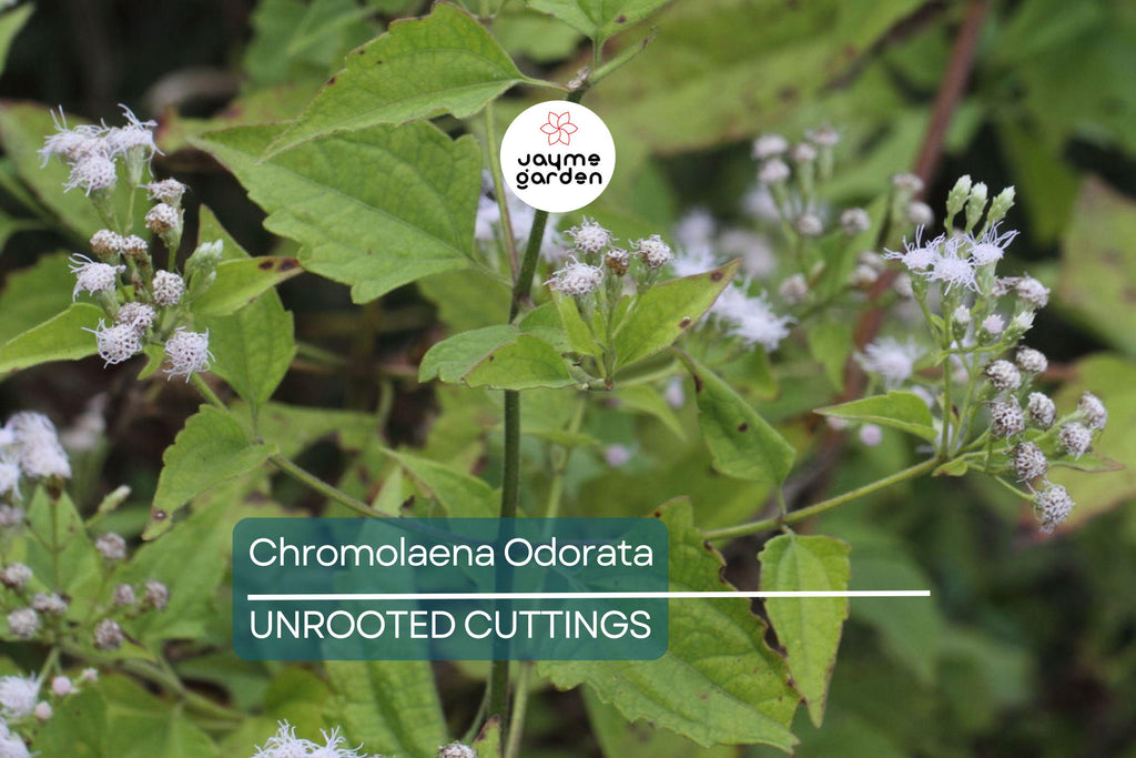 25 Jack The Bush Cuttings - Chromolaena Odorato, No Soil, No Roots, Fast-Growing Shrub