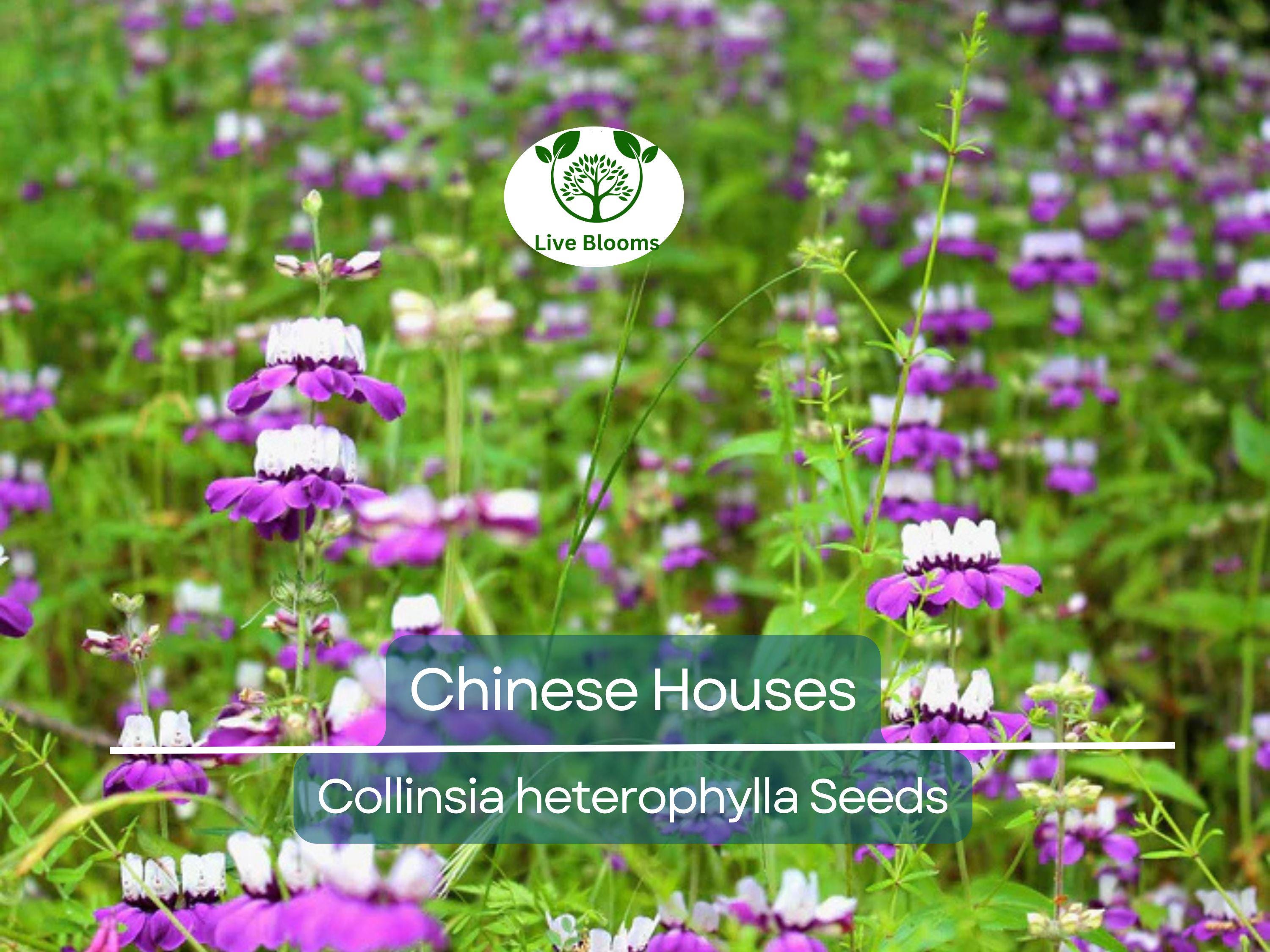 500 Chinese Houses Seeds - Collinsia heterophylla Wildflower | Non-GMO, Shade or Sun, Pollinator Attractor, Native Annual Flower