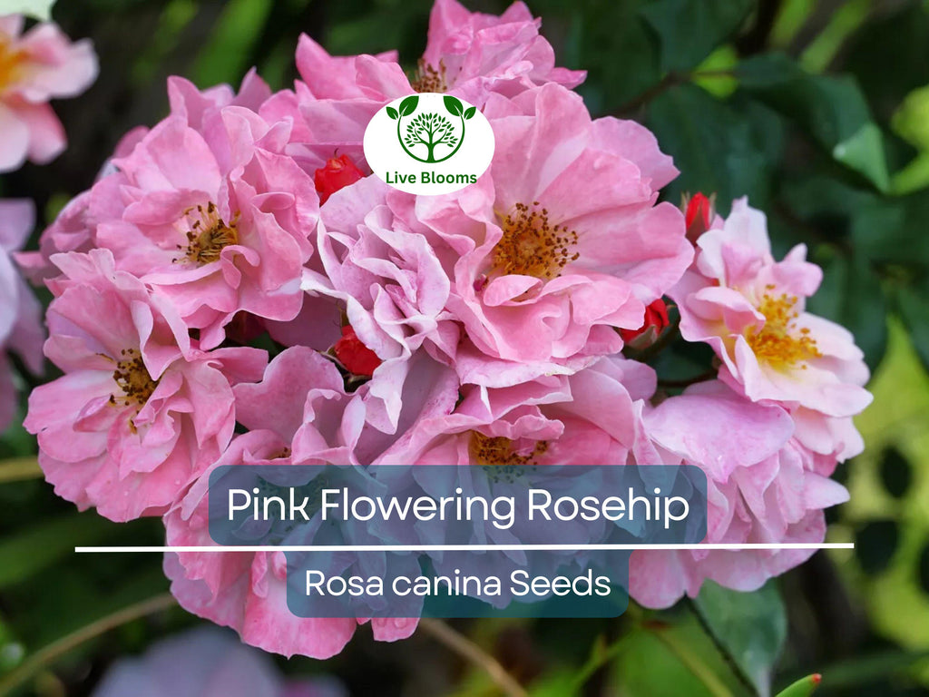 35 Rosa Canina Seeds - Pink Flowering Rosehip Rose Bush (Rosa canina) - Hardy, Fragrant, Perennial, Ideal for Gardens, Hips for Tea & Jam
