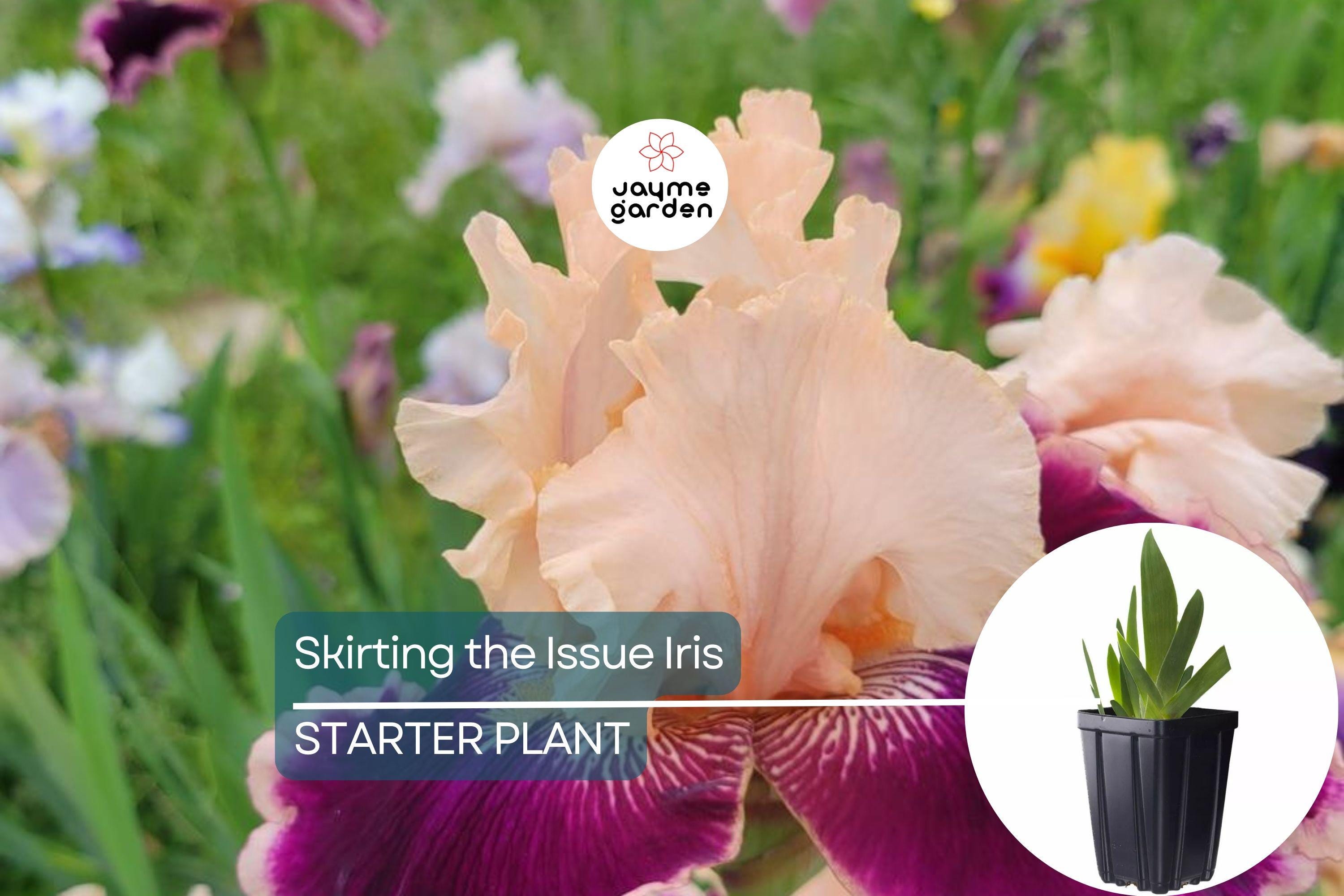 Skirting the Issue Iris Plant – Quart Pot | Apricot & Hot Pink Flowers | 40” Tall Perennial | Hardy Zones 3-10 | Easy to Grow