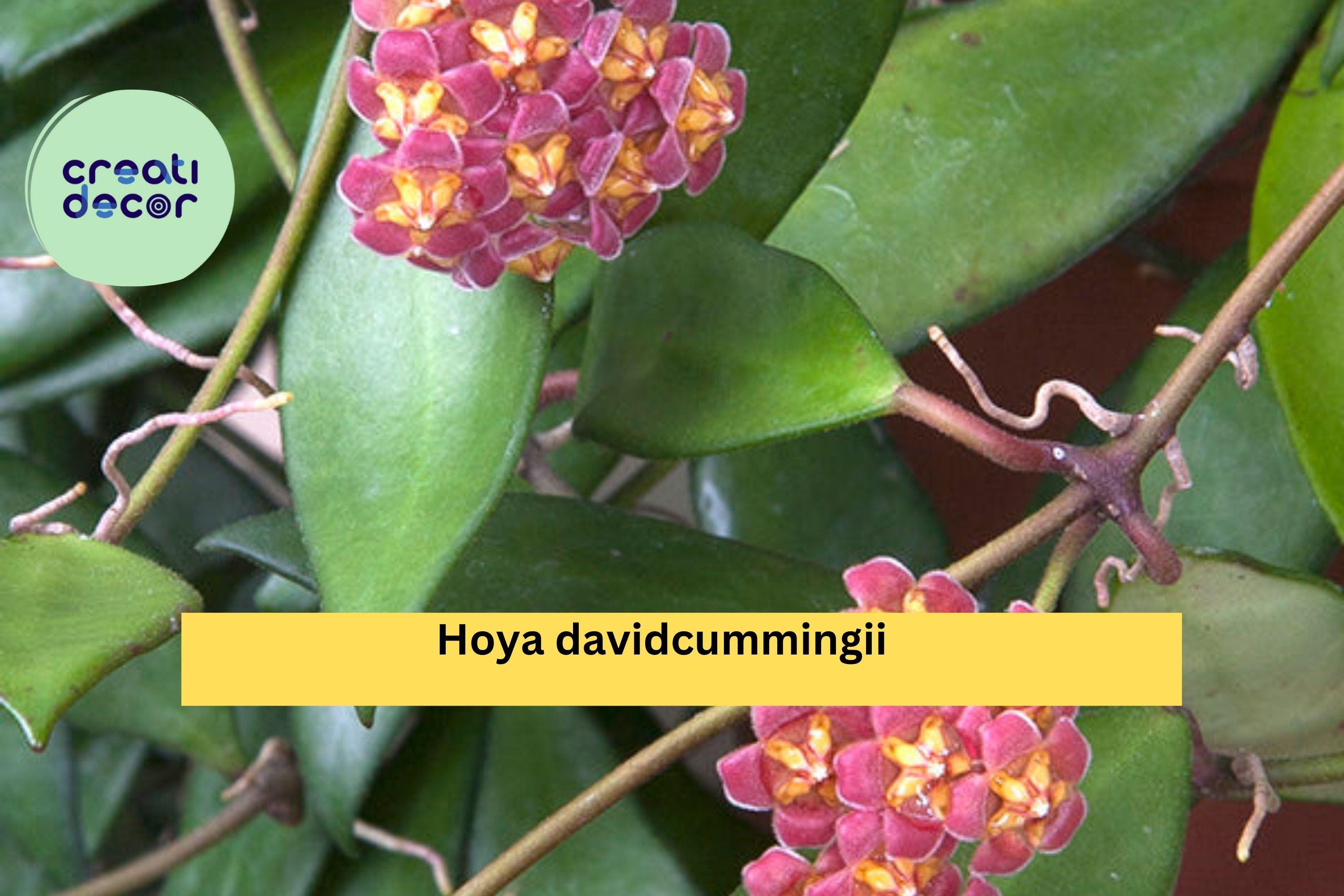 Hoya davidcummingii – Live Wax Plant, Fully Rooted & Healthy in 3.5" Pot, Rare Tropical Vine with Pink Clusters, Easy Indoor Houseplant