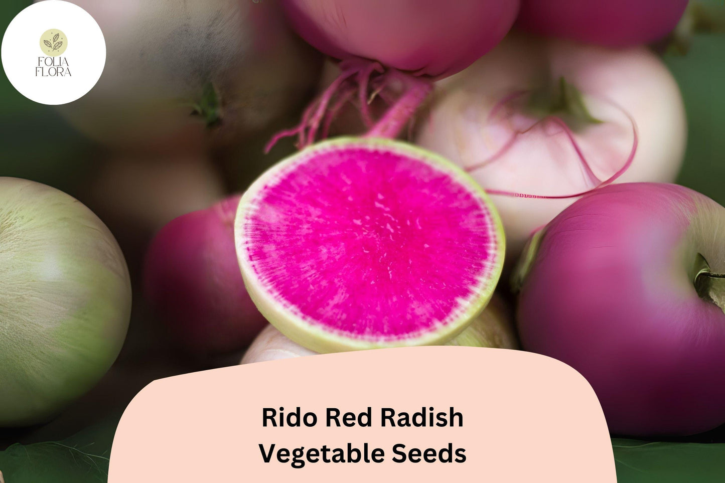 500+ Rido Red Radish Seeds – Heirloom Round Red Radish for Garden Planting