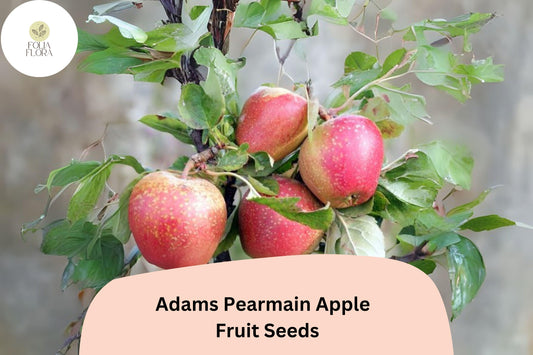 25+ Adams’s Pearmain Apple Seeds | Heirloom Variety | Crisp & Sweet Fruit | Garden Planting | Organic Home Orchard Favorite