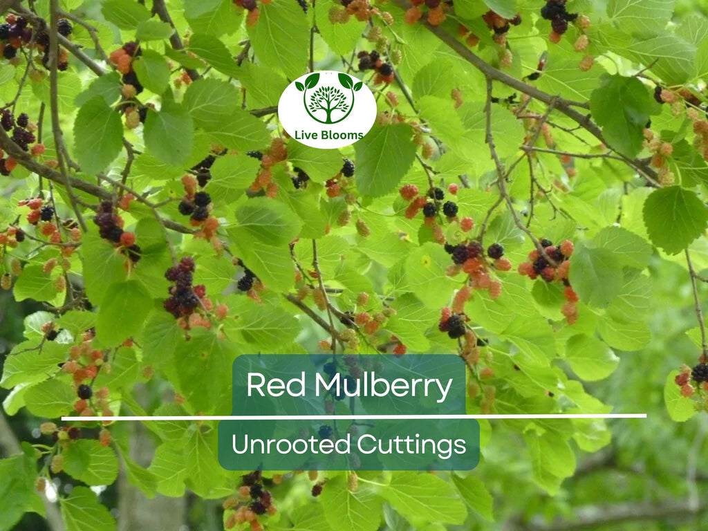 12 Red Mulberry Tree Unrooted Cuttings 6-8" | Morus rubra, Fruit Tree for Garden, Fast-Growing Mulberry