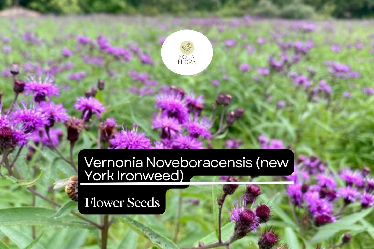 100 Vernonia Noveboracensis Seeds, New York Ironweed, Tall Native Wildflower for Pollinators