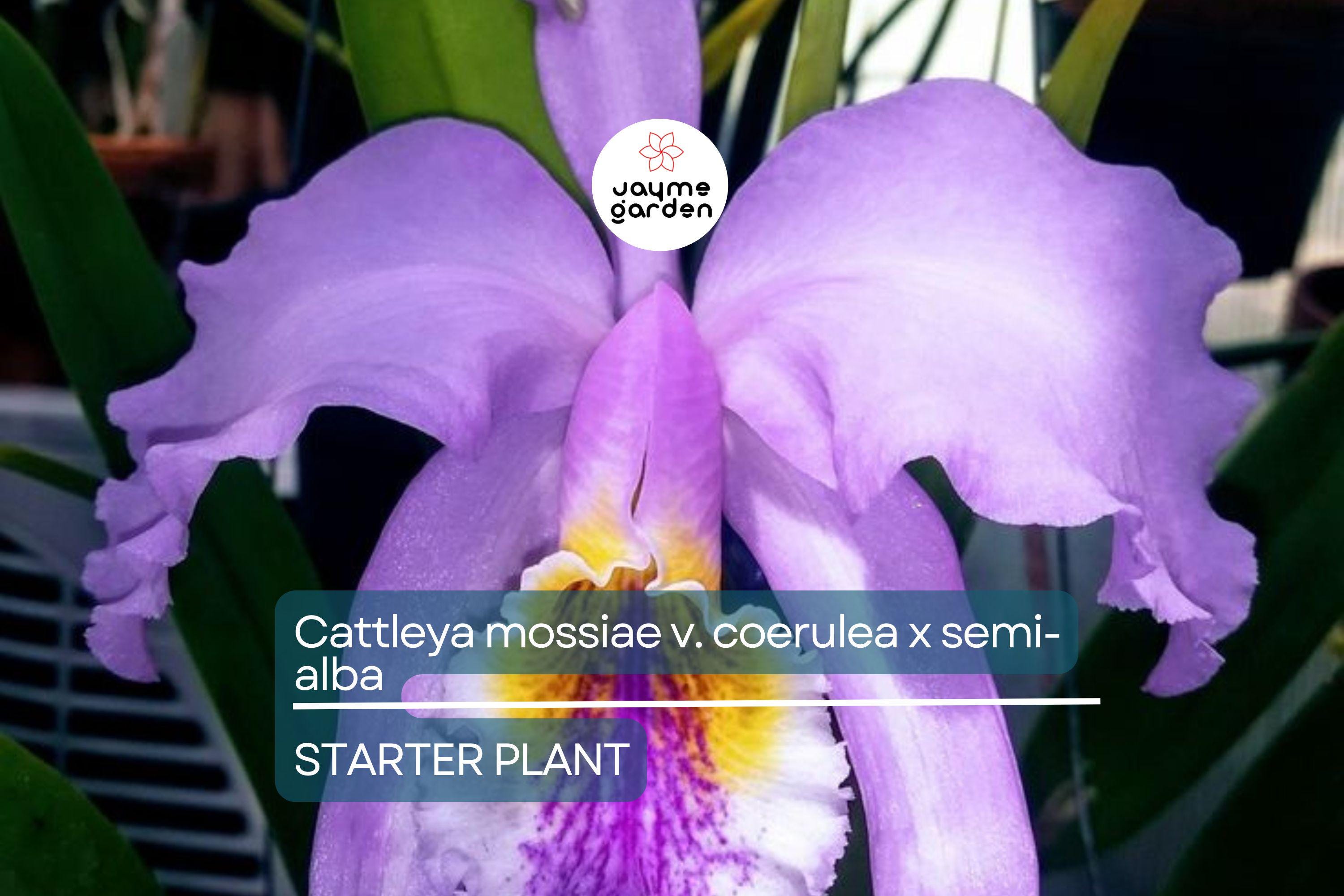 Cattleya Mossiae x Semi-Alba Orchid Seedlings | Live Plant | Blue Dynasty x Semi-Alba | Great Collector's Species | Fast Growth