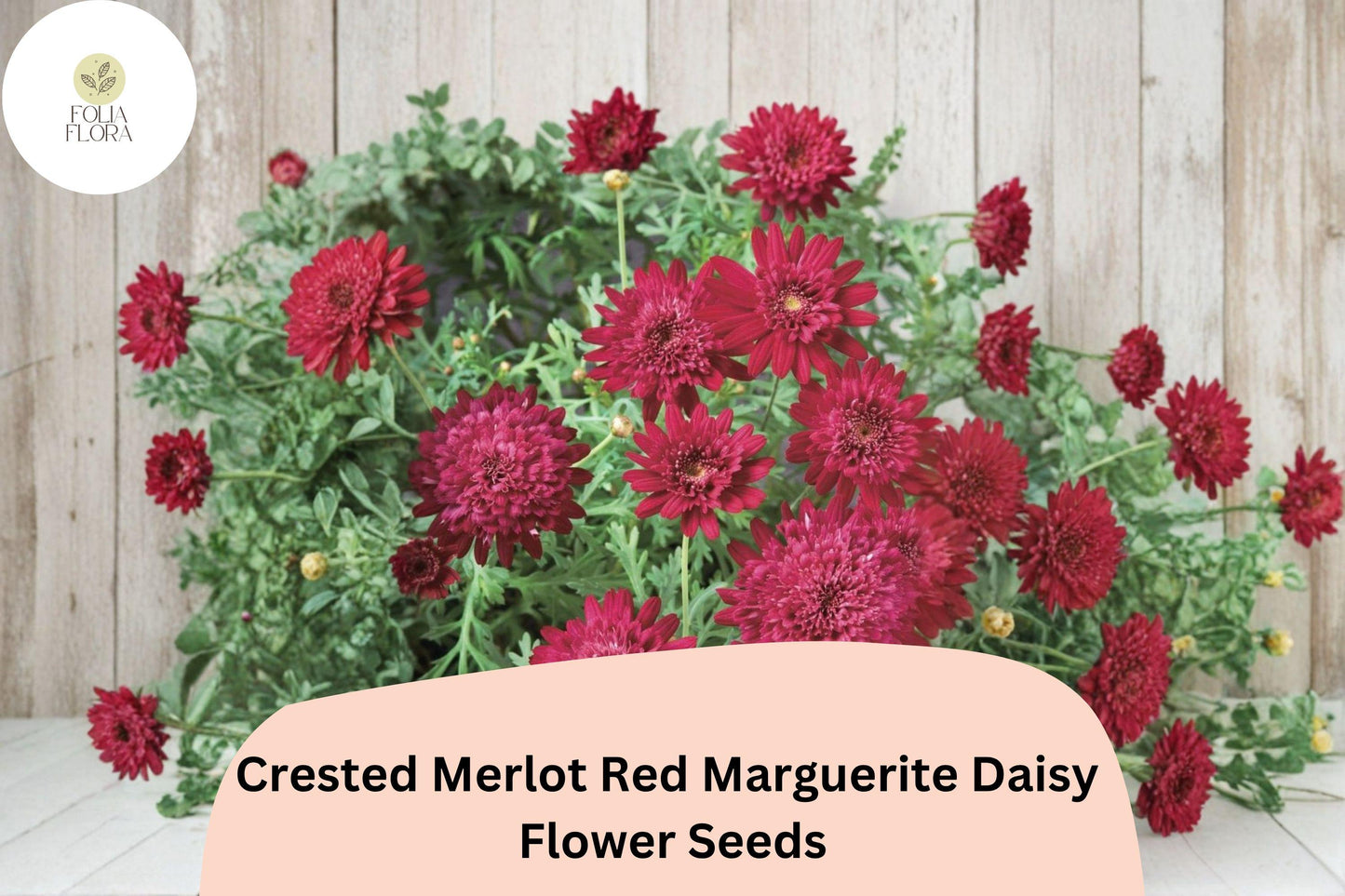200+ Crested Merlot Red Marguerite Daisy Seeds | Argyranthemum frutescens | Deep Red Blooms | Annual Garden Flower