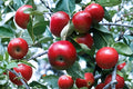 Red Delicious Apple 1 Live Tree 2 ft Tall Bare Root (Malus domestica) Semi Dwarf Apple Tree