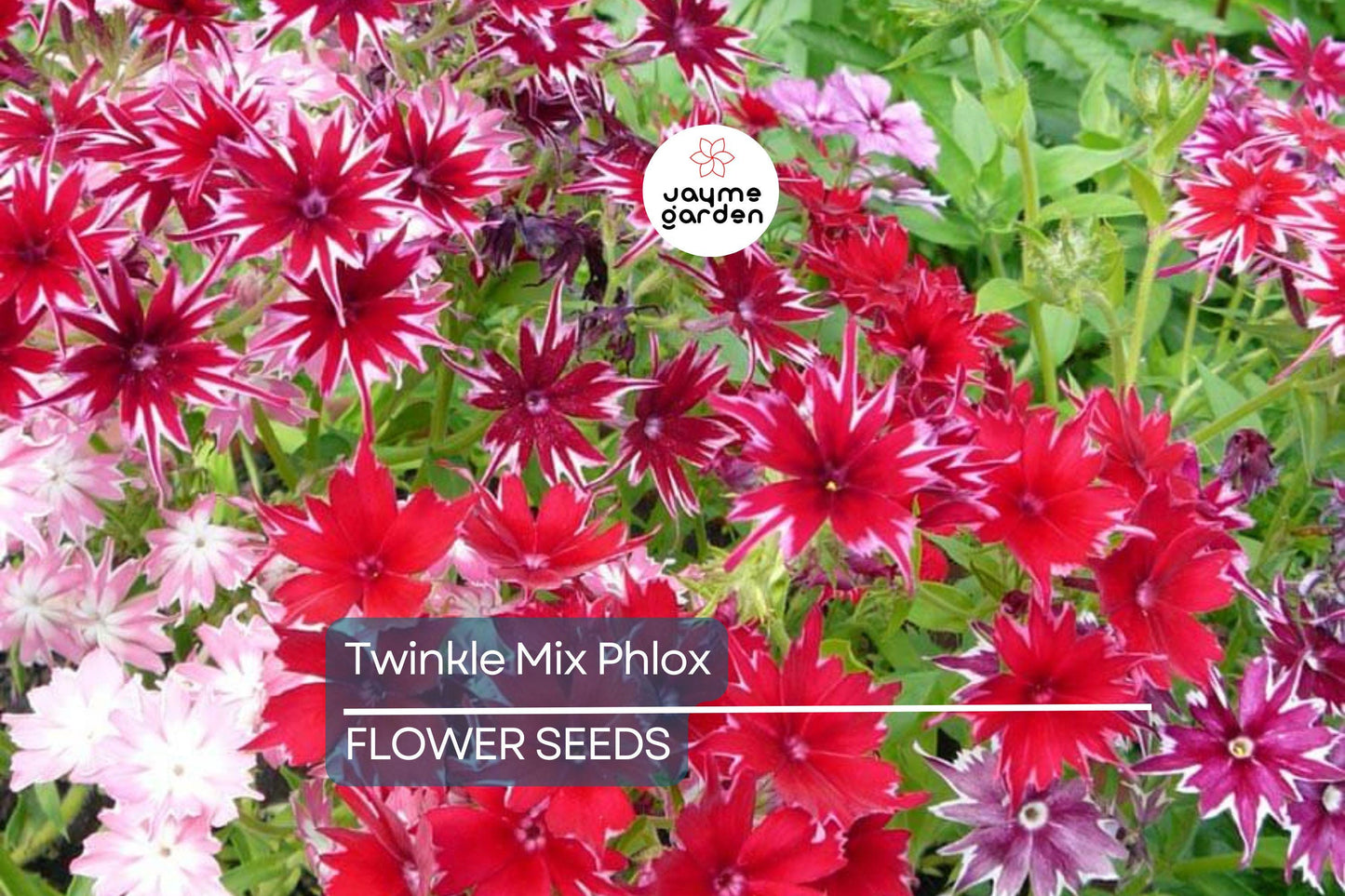 50+ Twinkle Mix Phlox Seeds - 10" Star-Shaped Flowers, Annual USA Seller