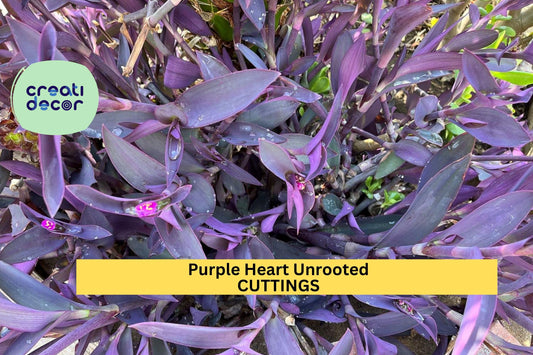 6 Purple Heart Cuttings | Tradescantia pallida Unrooted Tops | Wandering Jew Plant Starter | Bold Purple Live Plants