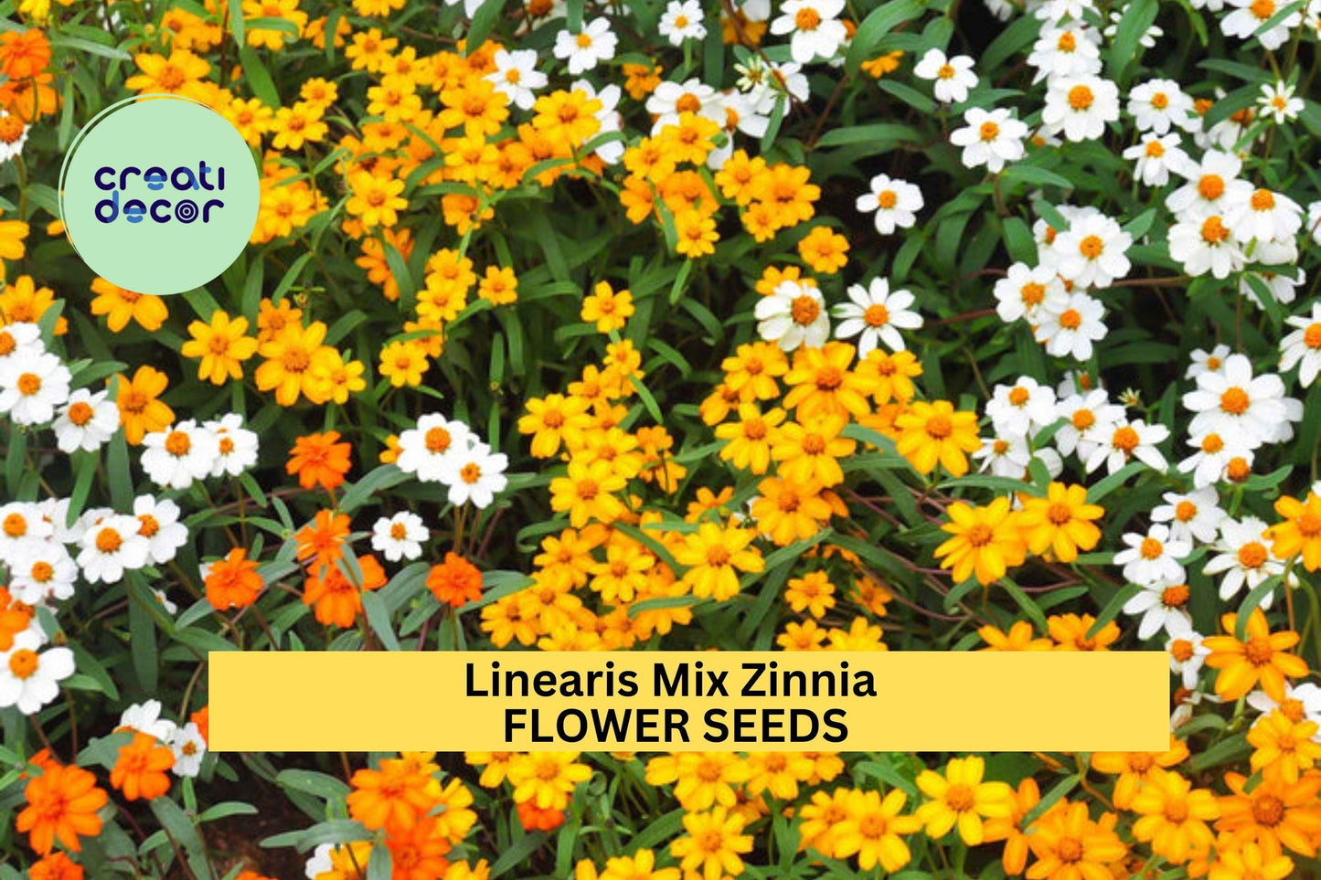 100+ Linearis Mix Zinnia Seeds – Compact Narrow-Leaved Blooms for Garden Planting, Drought-Tolerant Annuals for Borders – USA