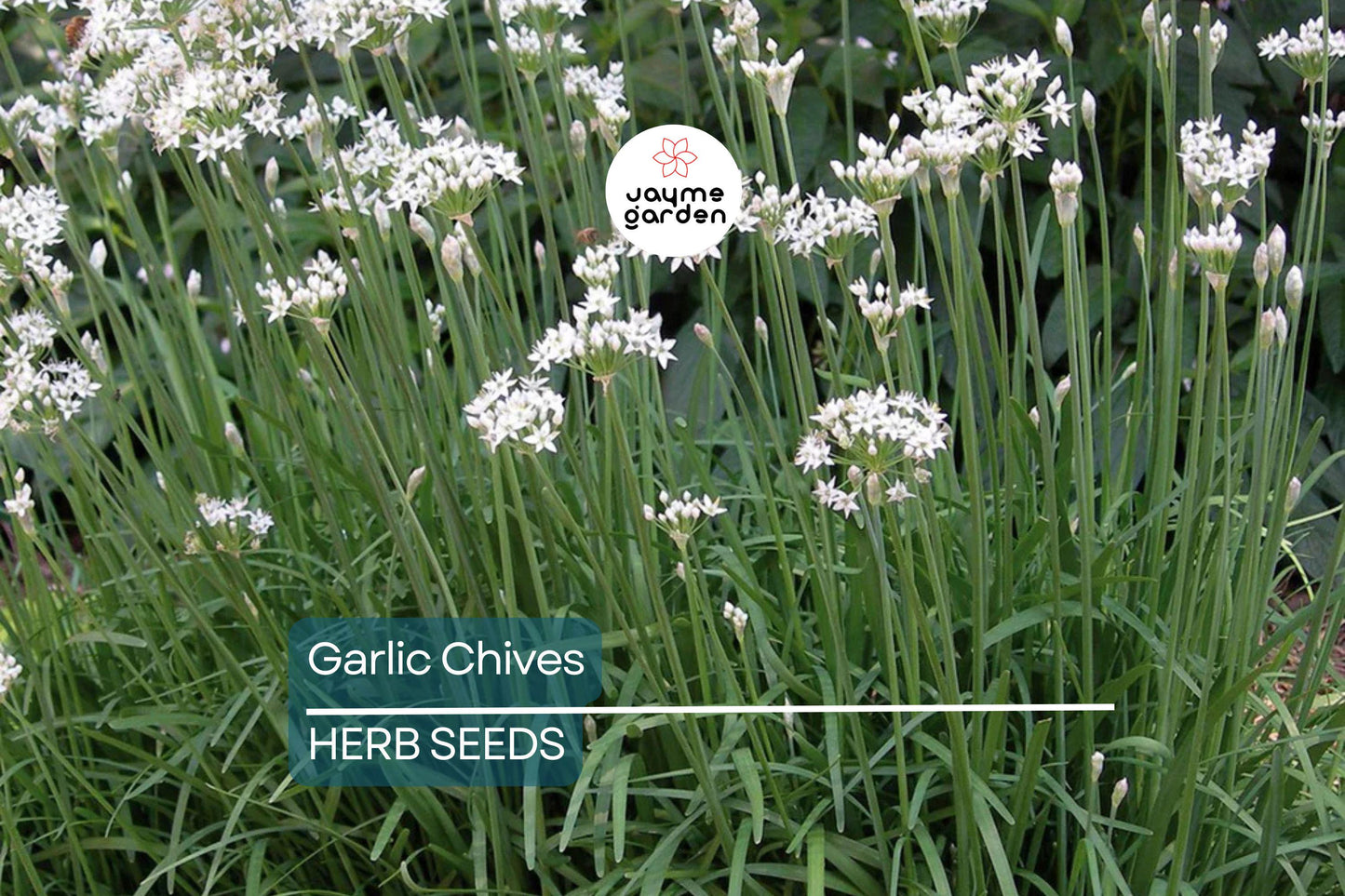 400 Garlic Chives Seeds – Non-GMO, Perennial Herb, Culinary & Ornamental | USA Seller, Free Shipping