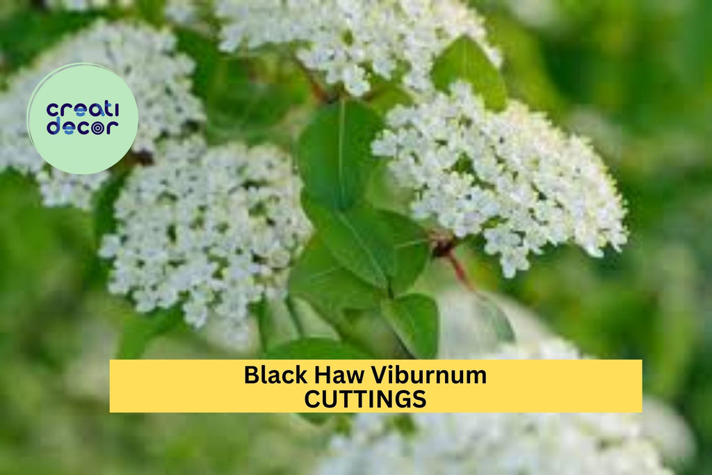1 Blackhaw Viburnum Cutting – Viburnum prunifolium | Native Shrub Cutting for Planting | Hardy Flowering Shrub for Landscape or Garden