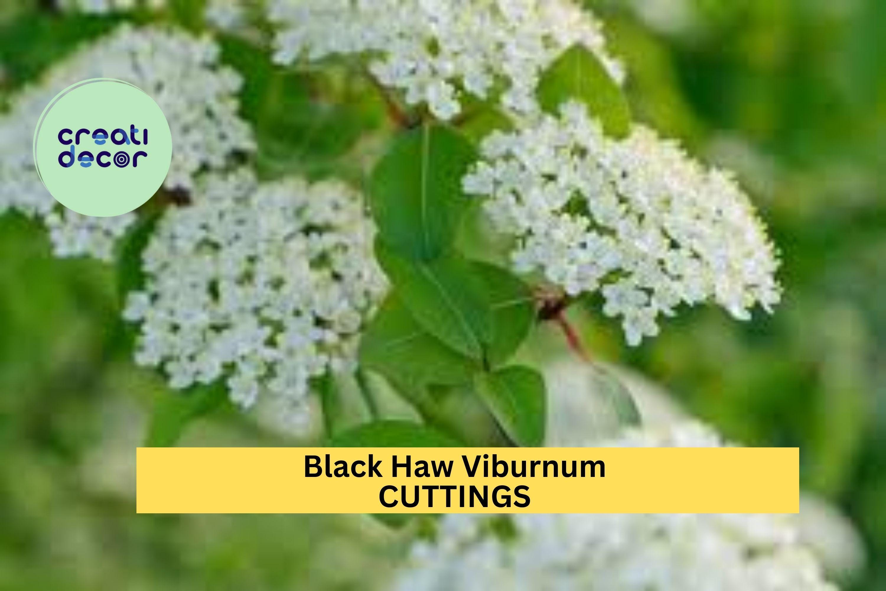 1 Blackhaw Viburnum Cutting – Viburnum prunifolium | Native Shrub Cutting for Planting | Hardy Flowering Shrub for Landscape or Garden
