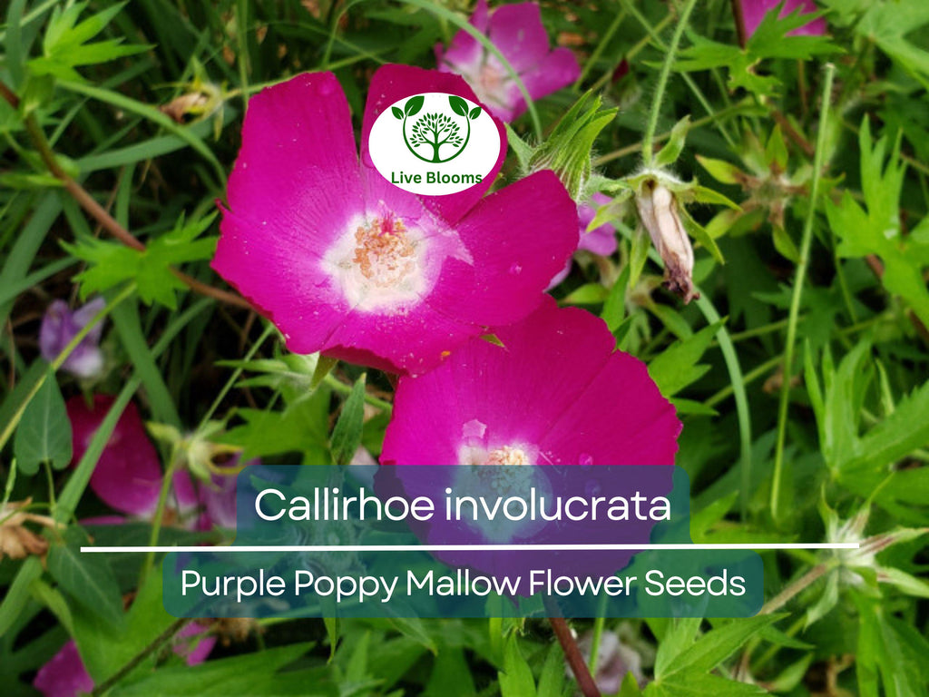 15 Callirhoe Involucrata Purple Poppy Mallow Seeds, Wildflower, Perennial, Native Plant, Drought-Tolerant, Garden, Ground Cover, Landscape