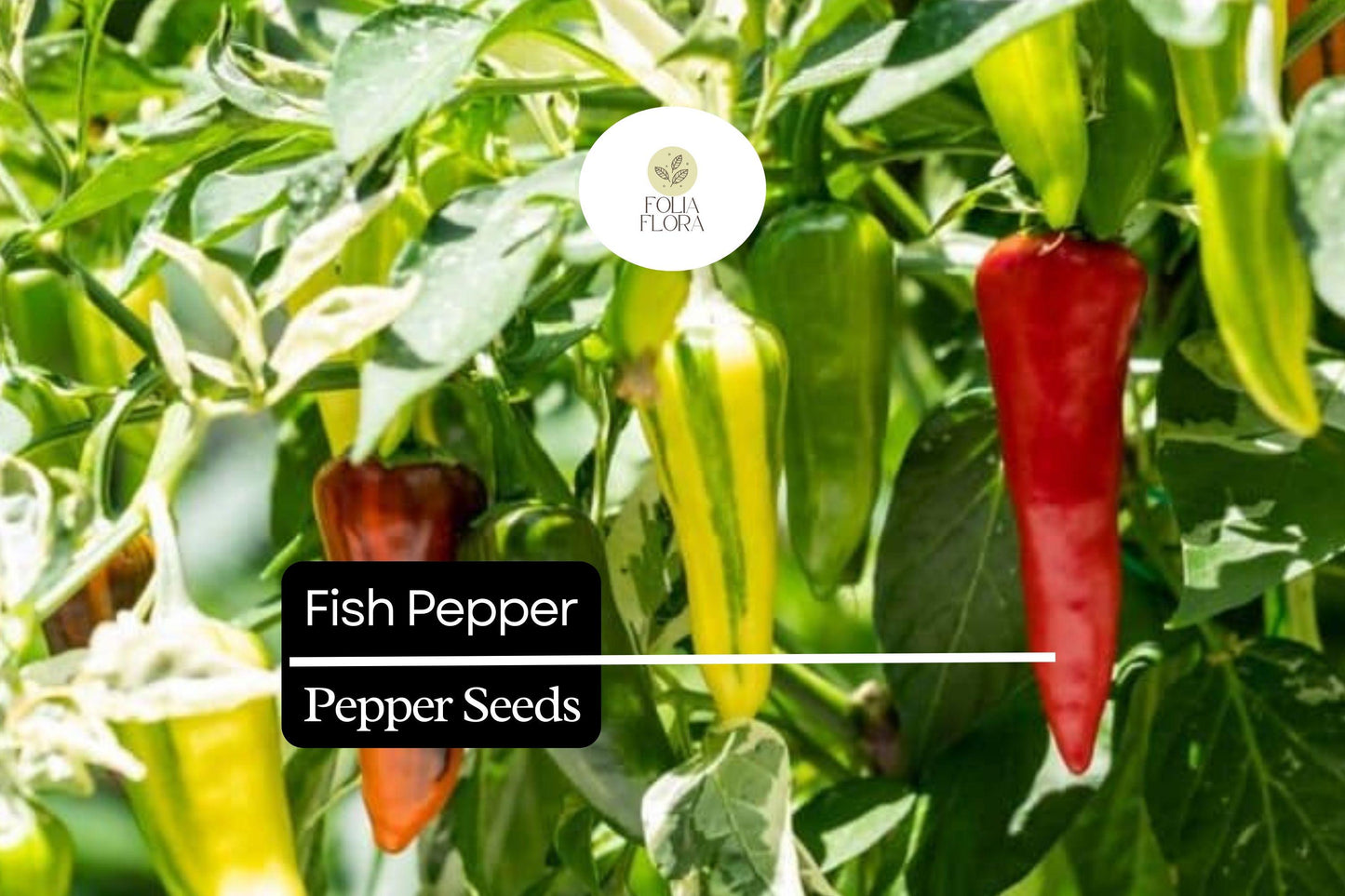20 Fish Pepper Seeds – Heirloom, Striped Spicy Chili, Non-GMO, High-Yield Capsicum annuum