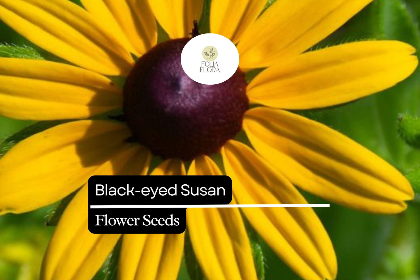 25 Black-eyed Susan Seeds (Rudbeckia hirta) | Bright Yellow Wildflower | Easy-Grow Native Pollinator Plant for Home Gardens
