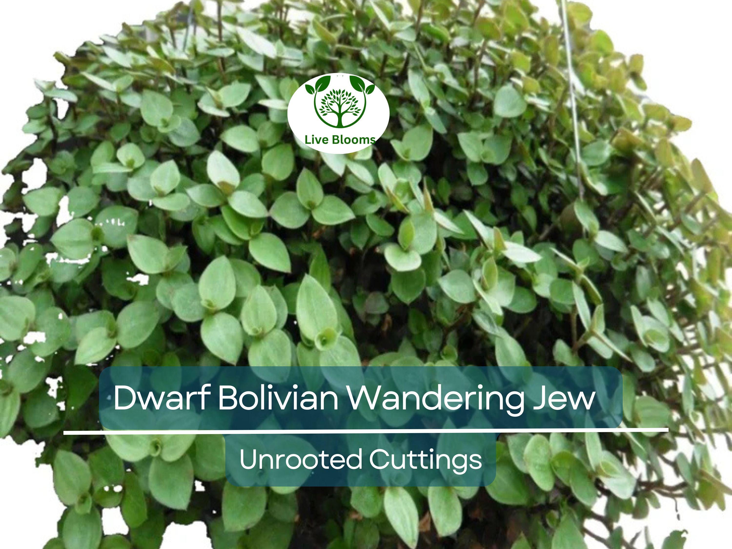 20 Unrooted Cuttings Dwarf Bolivian Wandering Jew - Tradescantia Minima, Callisia Repens - Easy Grow Plants