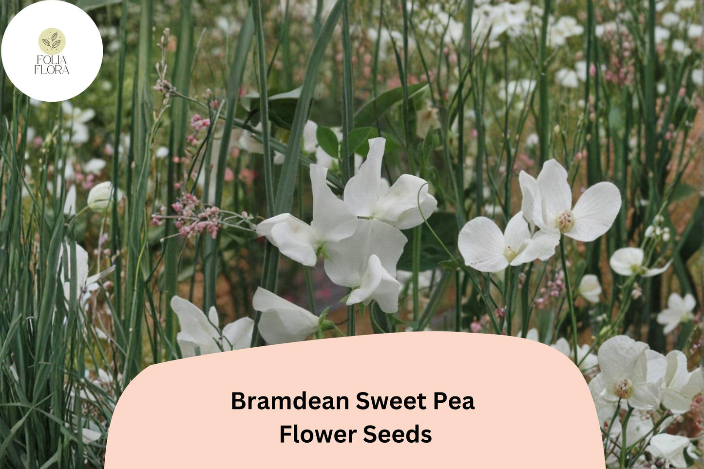 50+ Bramdean Sweet Pea Seeds | Fragrant Climbing Annual Flower for Garden & Cut Flower Arrangements